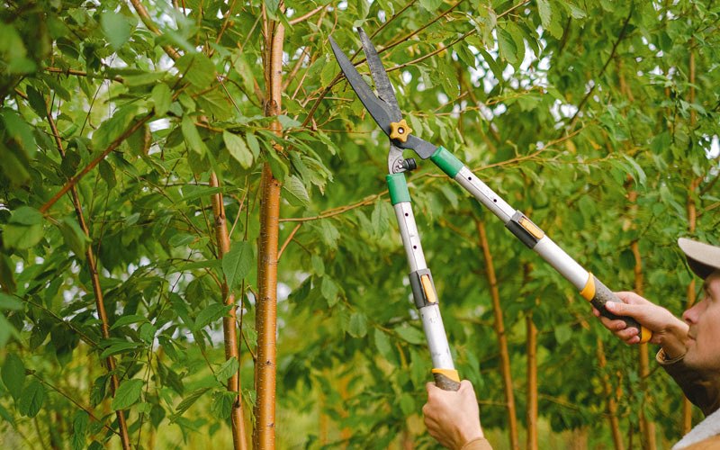 Tree trimming in Mill Creek, IN