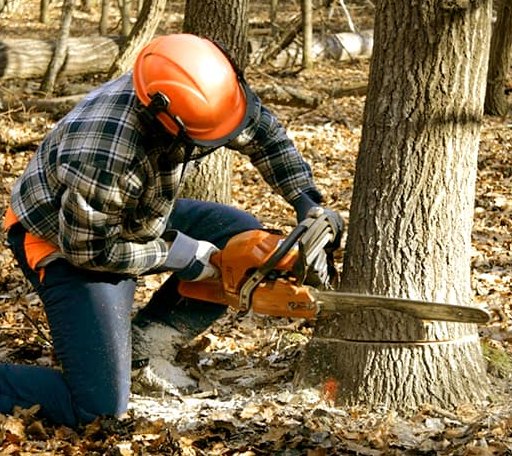 Tree Removal in Mill Creek, IN